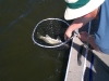 Catch and Release