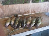 Nice Stringer of fish