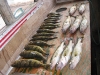 A good early morning catch of Walleye