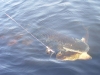 fish-on