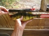 nice perch eh
