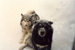 Good Old Dogs