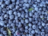Blueberries picked in Northwestsern Ontario