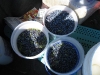 Blueberries at Sleepy Dog Cabins