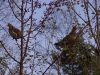 Wildlife hunting