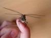 The best bug in Ontario.