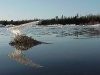 ice bird