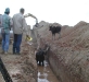 ditch donkey?