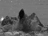 Splish Splash