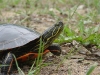 Painted turtle.
