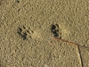 tracks in the sand.JPG